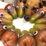 TOP “Essential Animal Photos” To Place A Smile On Your Face 2022