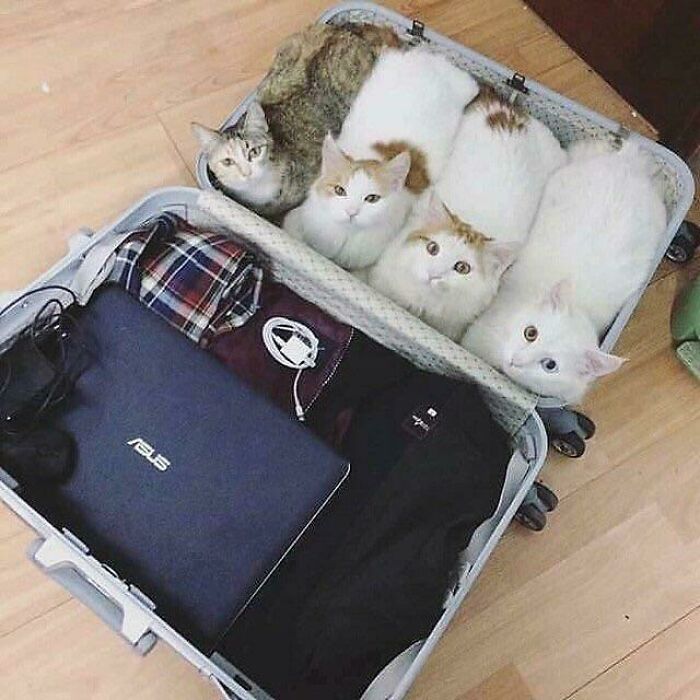 People Share Some Of Cutest Pictures Of Cats That Share Ritual In 2022/2023.
