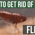 Right Ways To Get Rid Of Fleas ✓ 12 Easy Home Methods